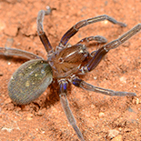 Vidole sothoana female